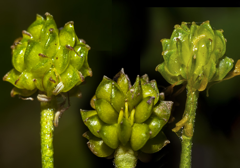 Ranunculus autunnale